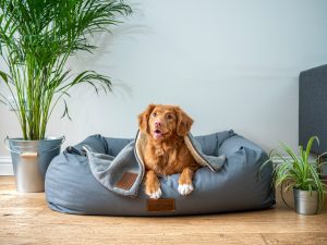 How to Pet-Proof your Rental Property